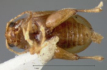 Media type: image;   Entomology 30836 Aspect: habitus ventral view